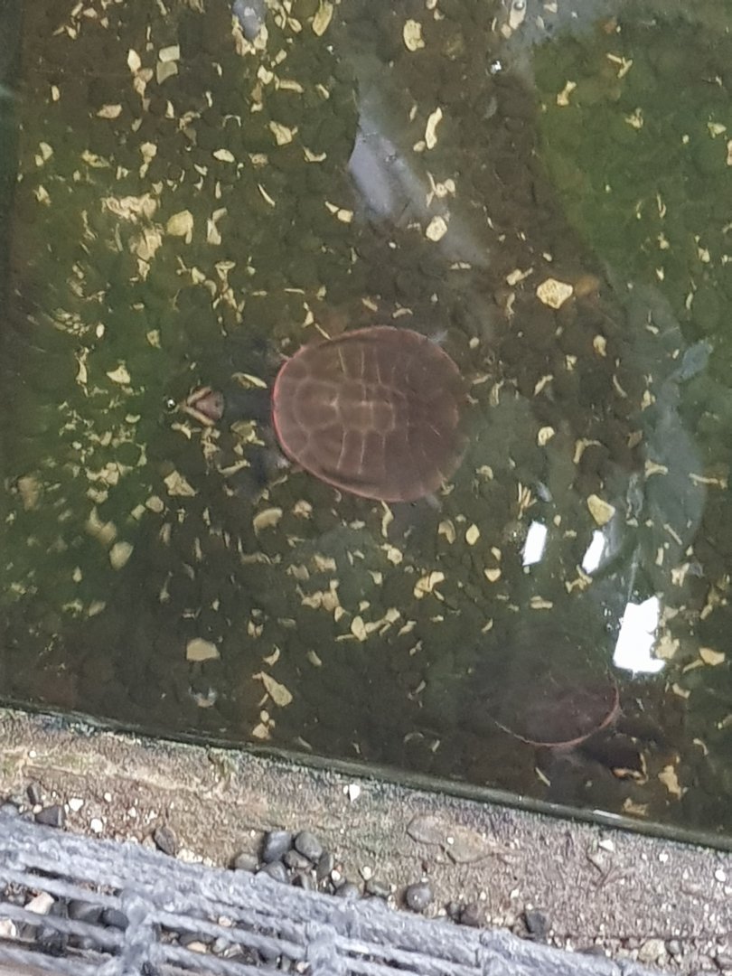 Jardine River Turtle(Emydura subglobosa),