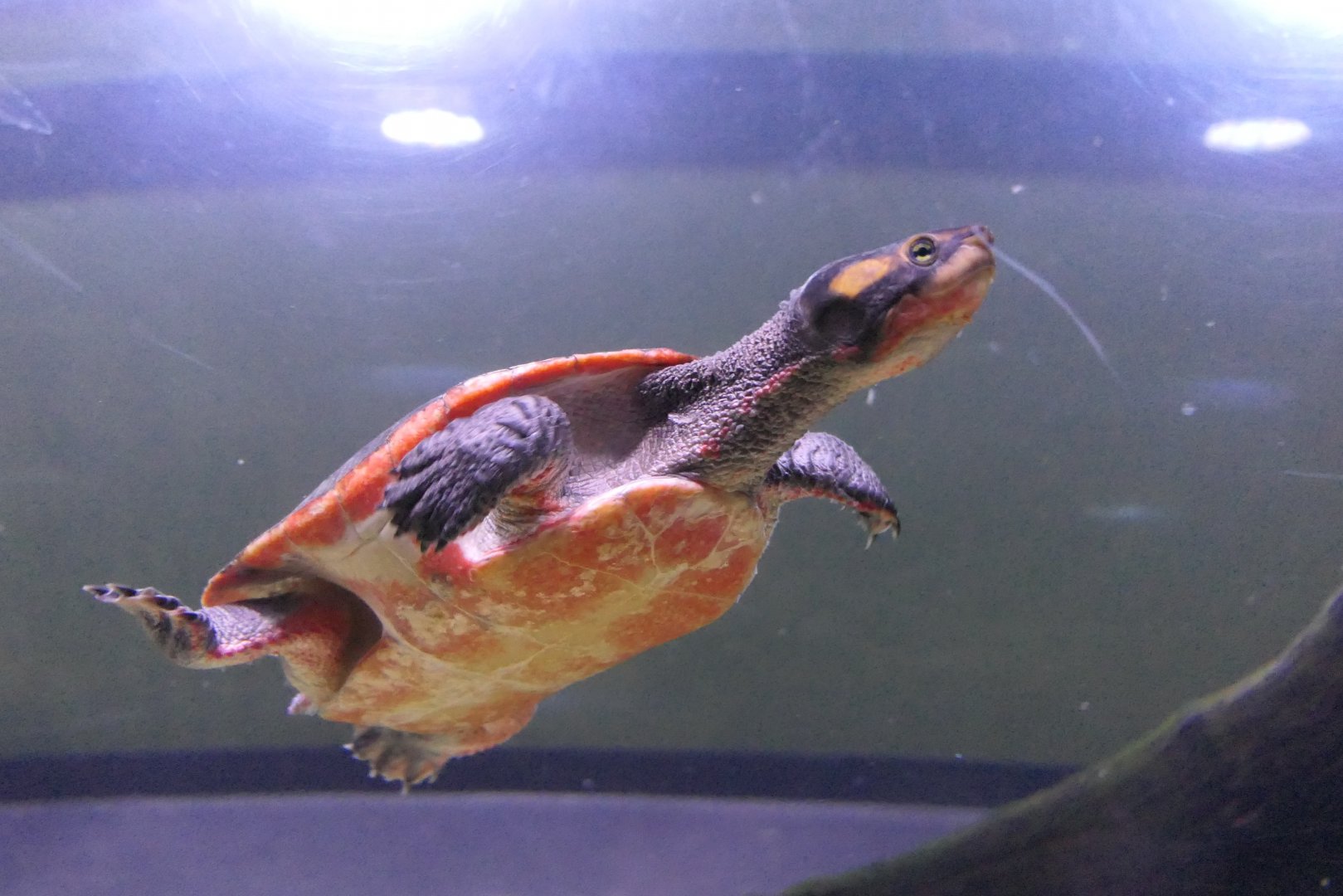 Jardine River Turtle (Emydura subglobosa)