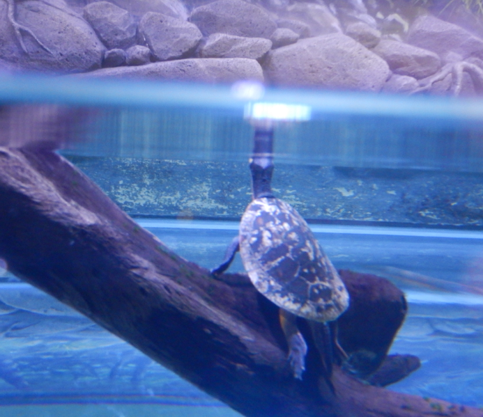 Jardine River Turtle