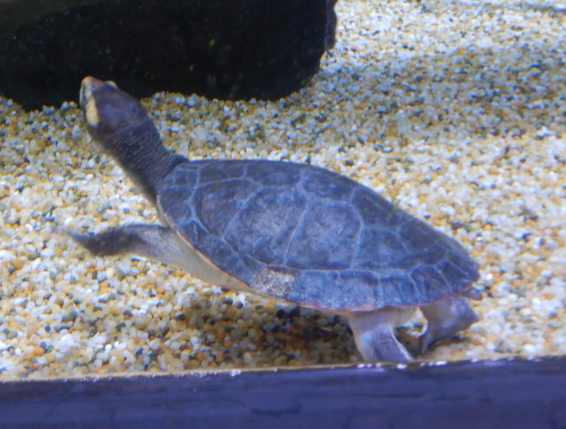 Jardine River Turtle