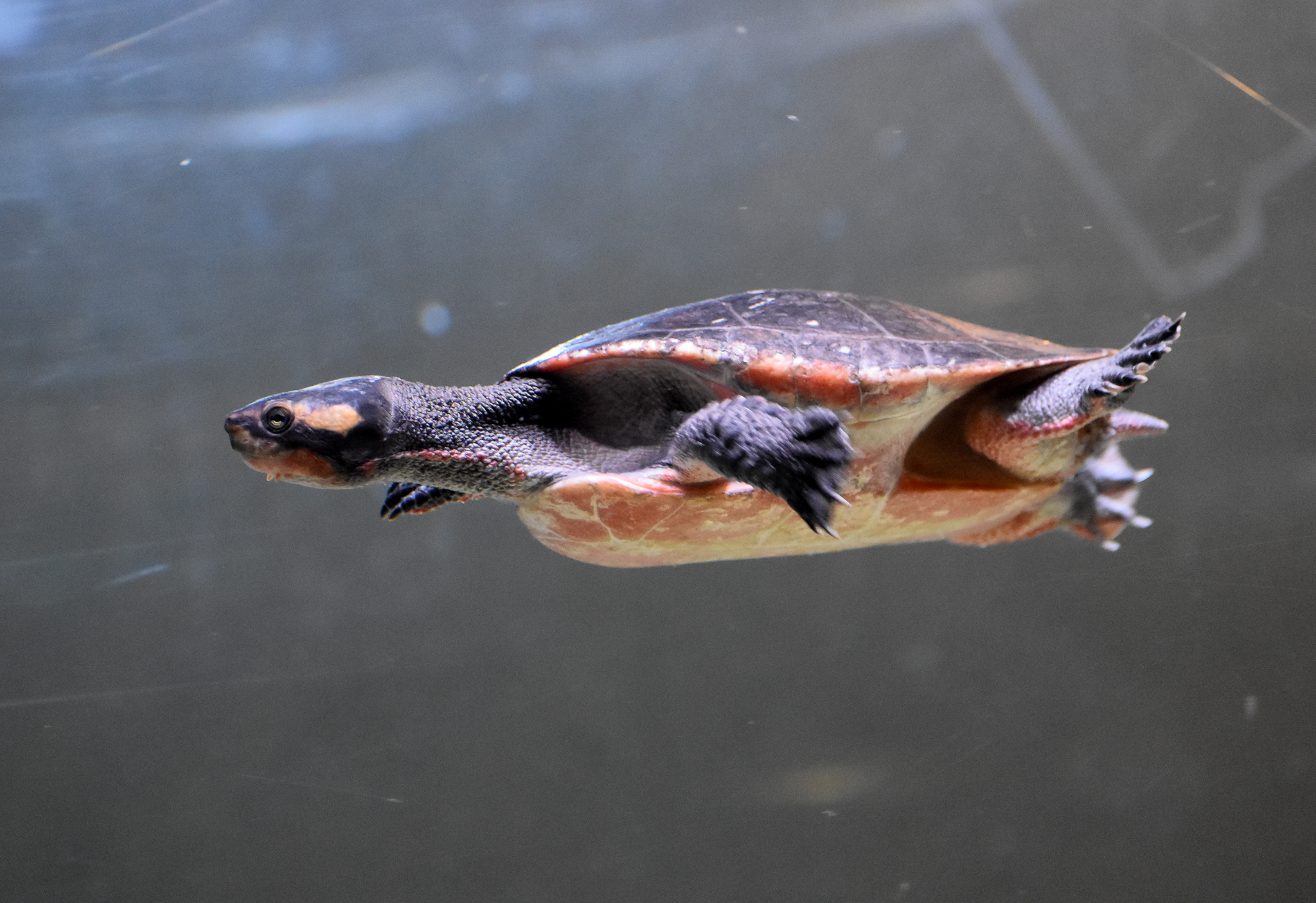 Jardine River Turtle