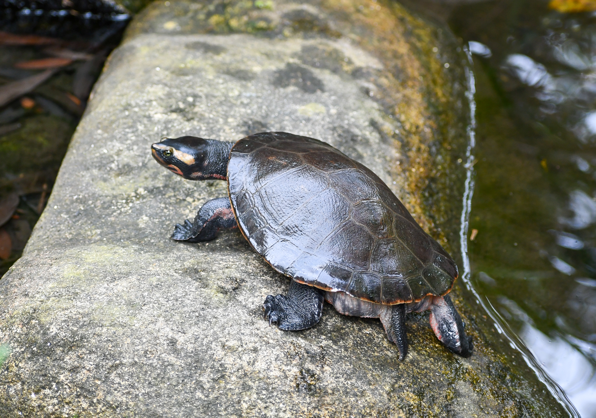 Jardine River Turtle