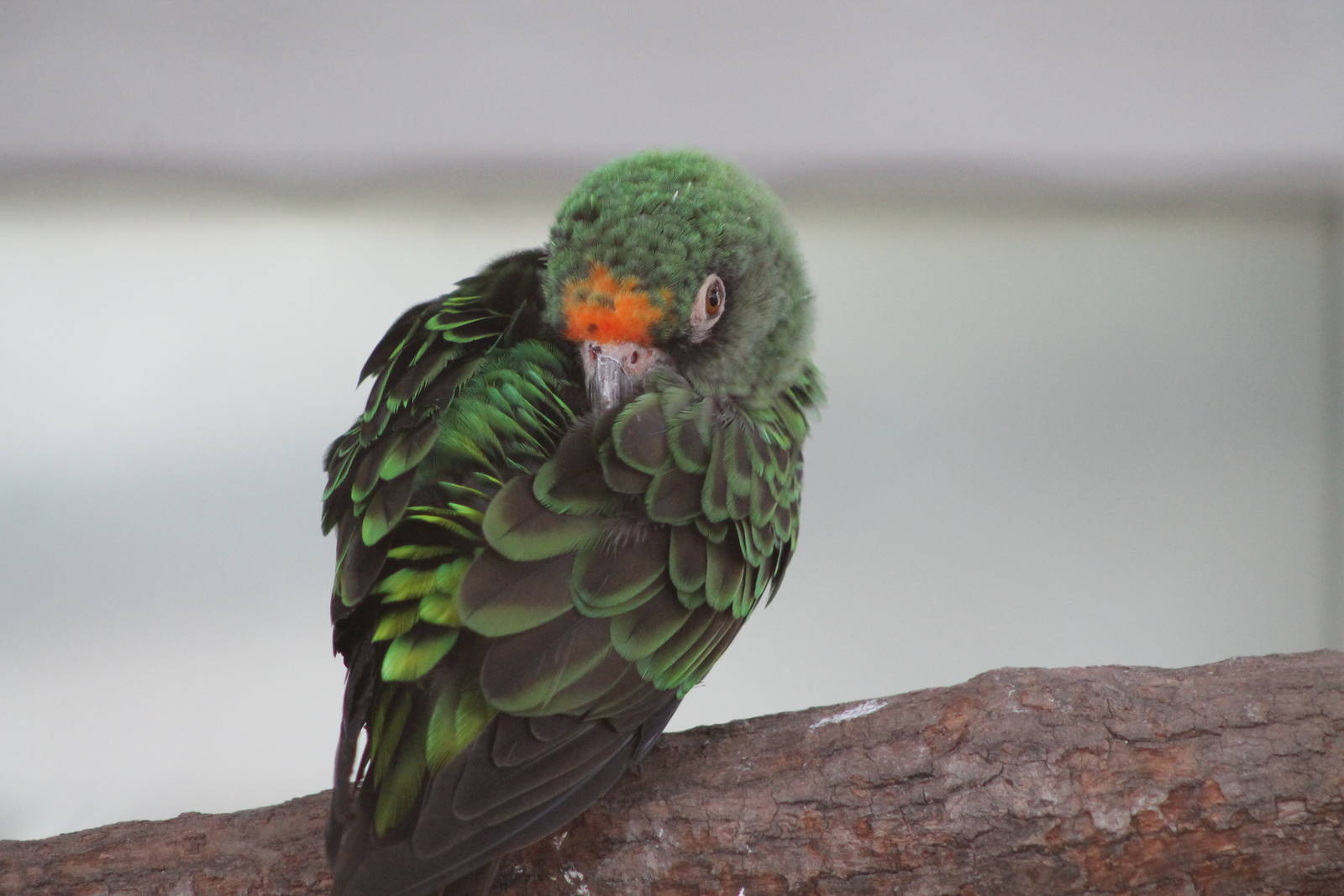 Jardines parrot (Poicephalus gulielmi)
