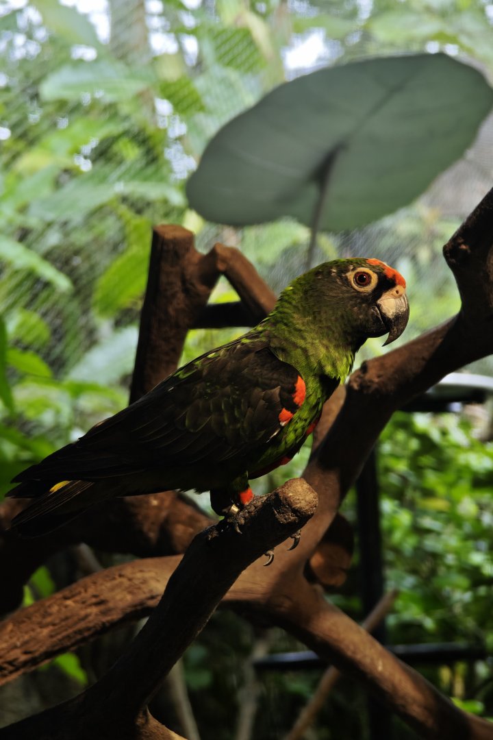 Jardine's Parrot (Poicephalus gulielmi)