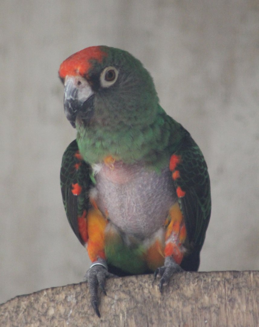 Jardine's parrot