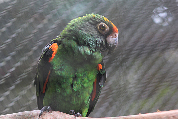Jardine's red-fronted parrot (Poicephalus gulielmi gulielmi)