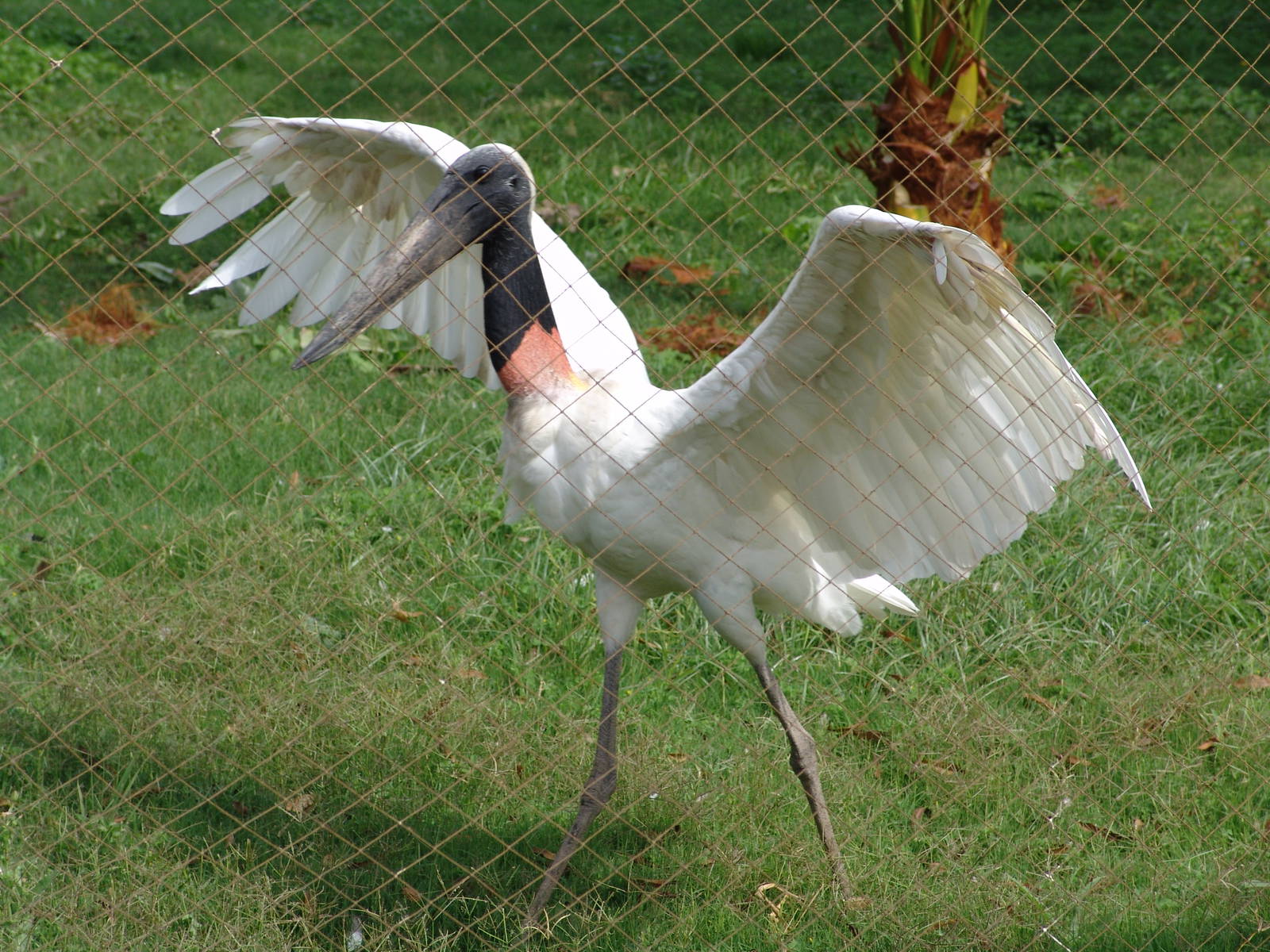 Jaribu Stork (Jabiru mycteria)