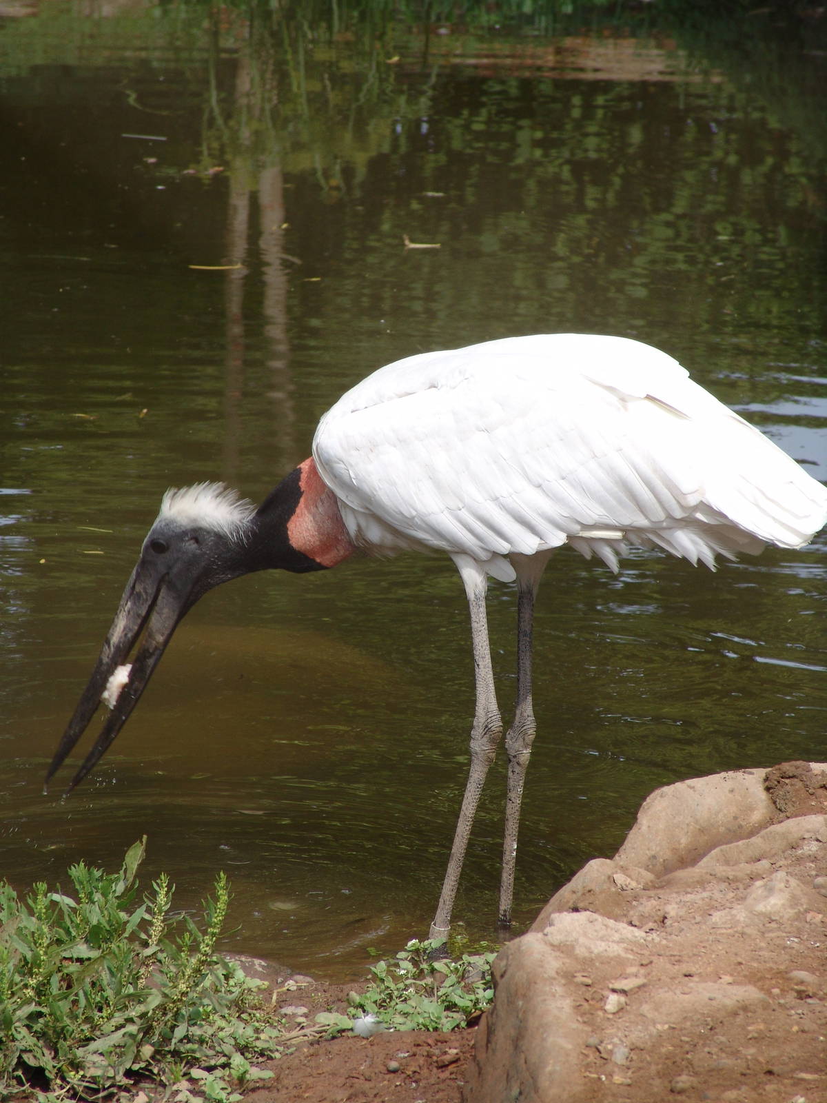 Jaribu Stork (Jabiru mycteria)
