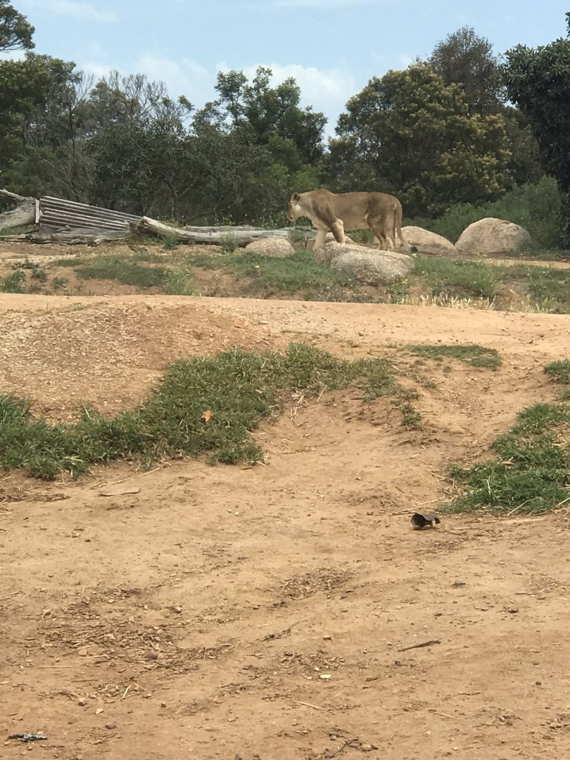 ‘Jarrah’ the female African lion (Panthera leo)