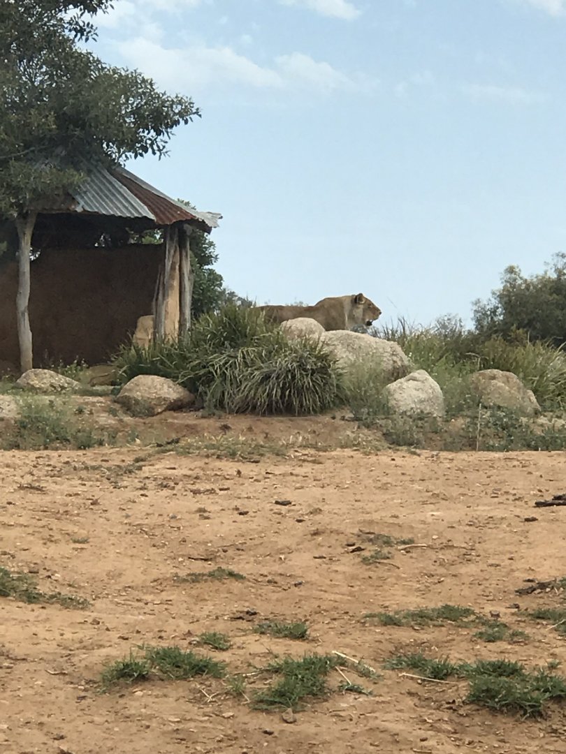 ‘Jarrah’ the lioness