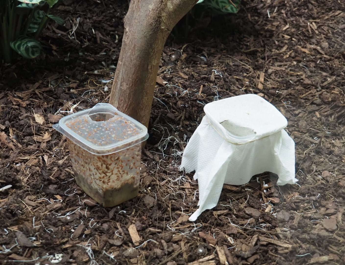 Jars with feeder insects for small birds, 2020-06-28