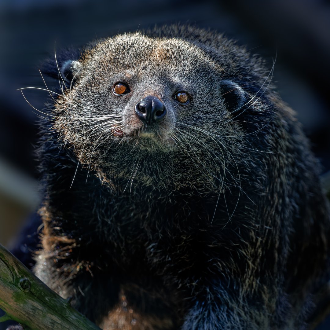 Jarvan Binturong / 7-6-22 / Hamerton