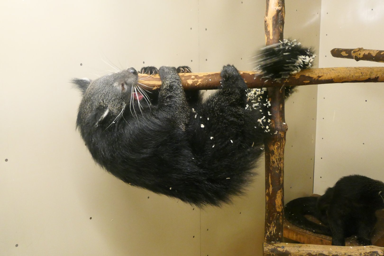 Jarvan Binturong