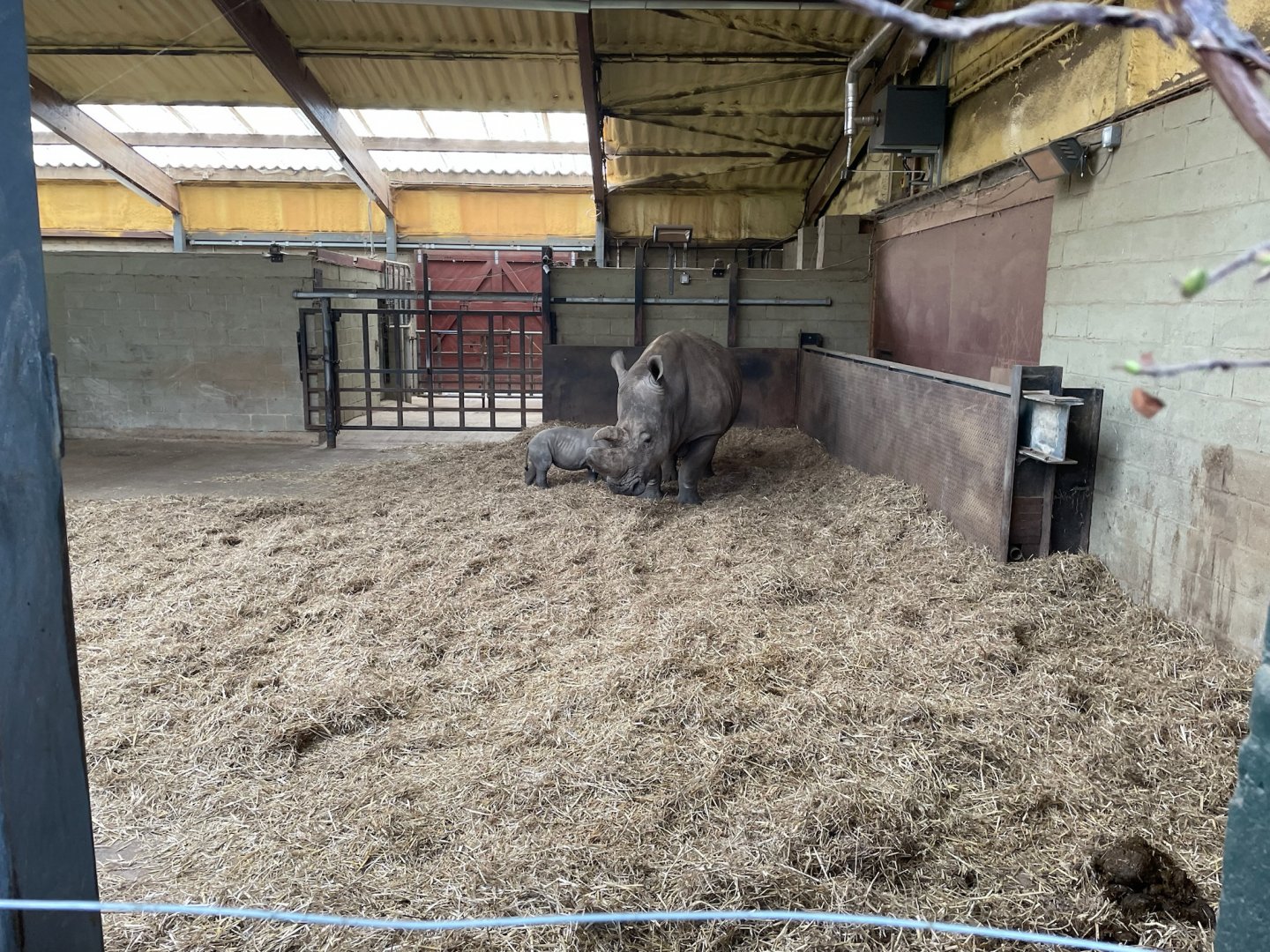 Jaseera and her calf, suckling