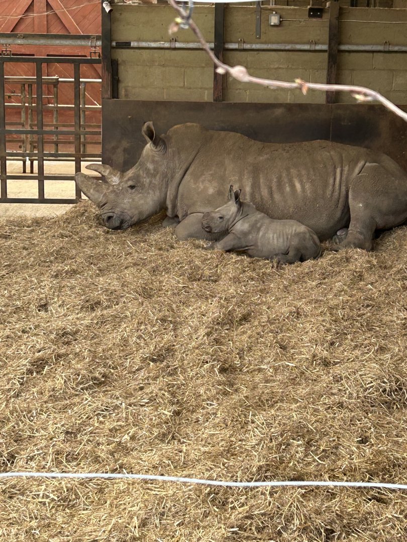 Jaseera and her calf