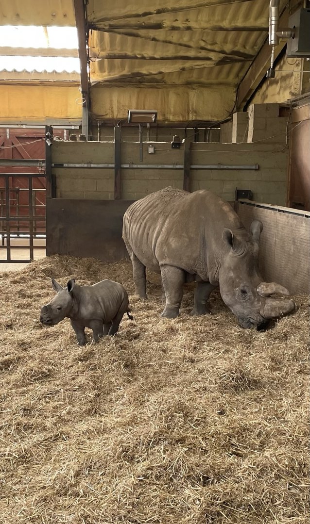 Jaseera and her First Calf