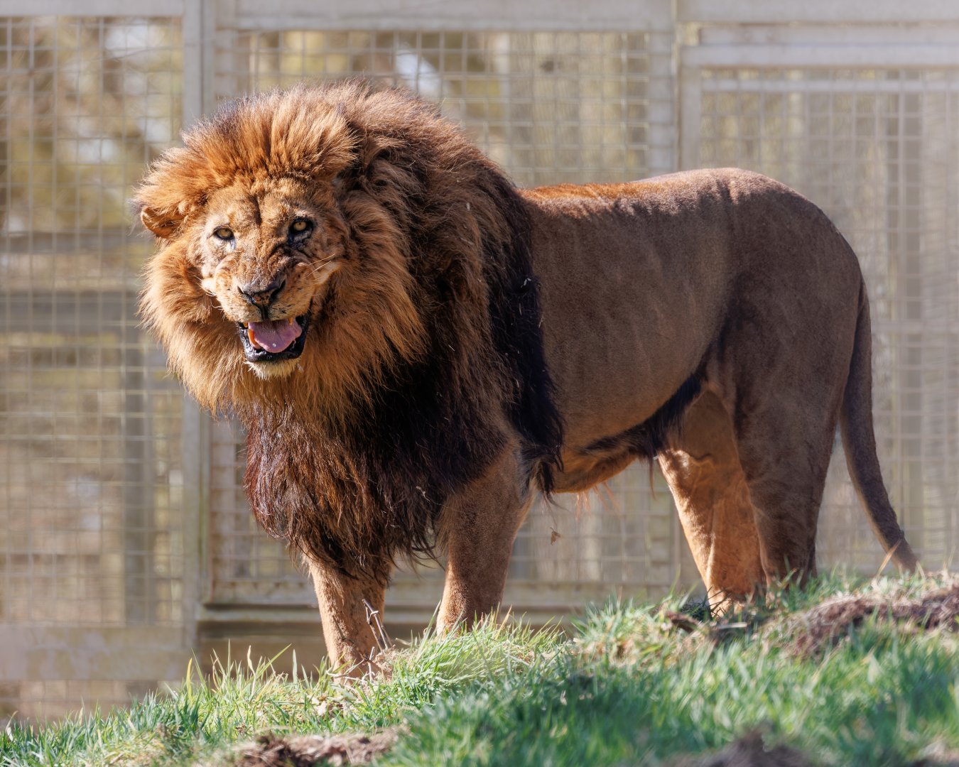 Jasiri - Lion / 23-3-22 / Dartmoor Zoo