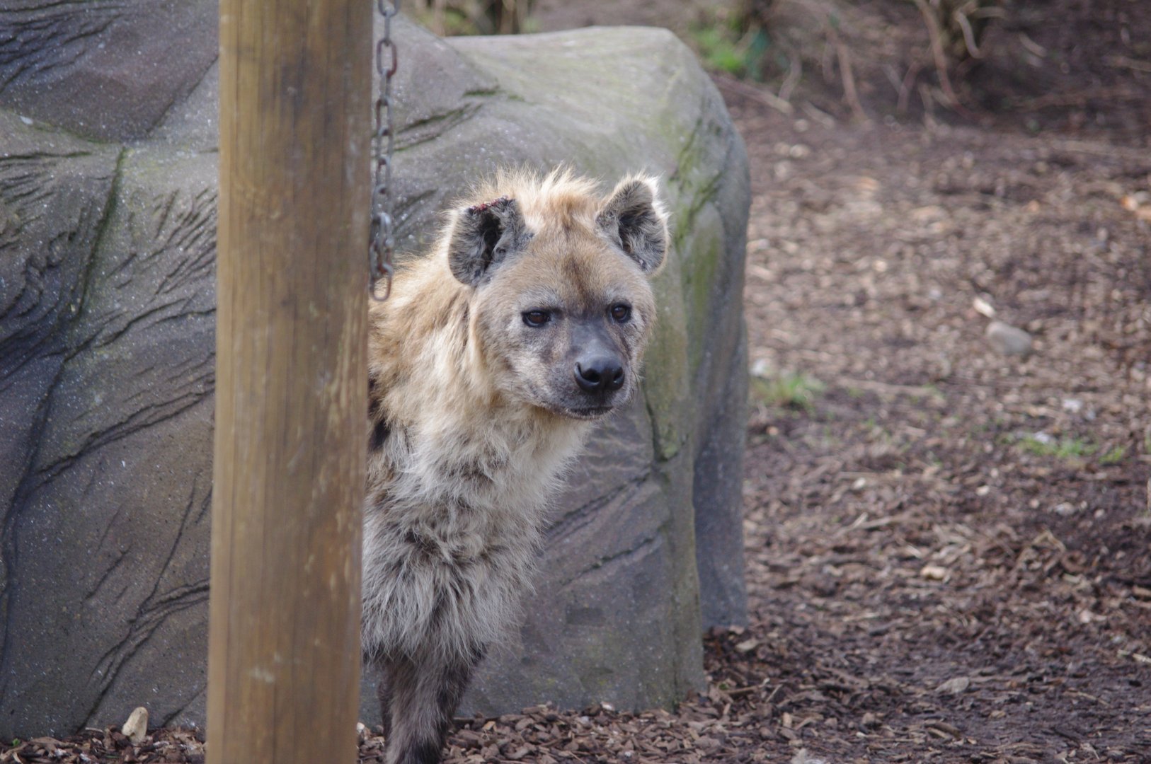 Jasiri- Spotted hyena- 17/2/2025