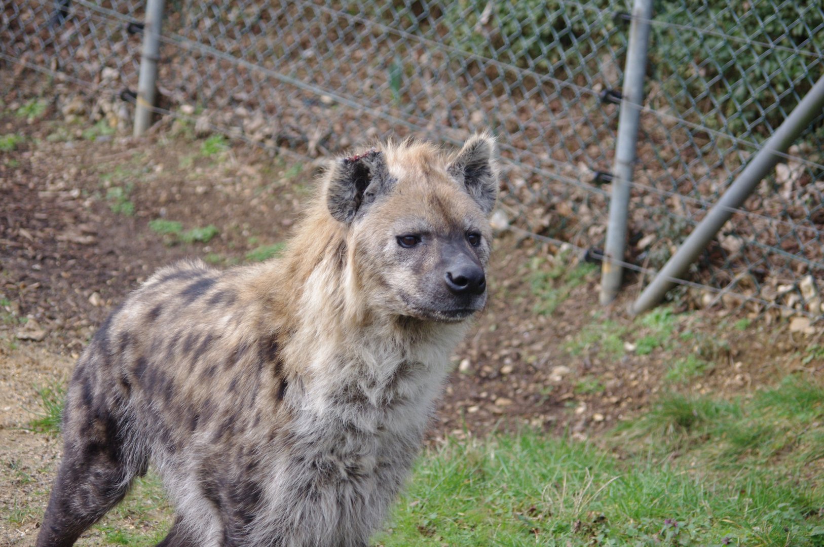 Jasiri- Spotted hyena- 17/2/2025