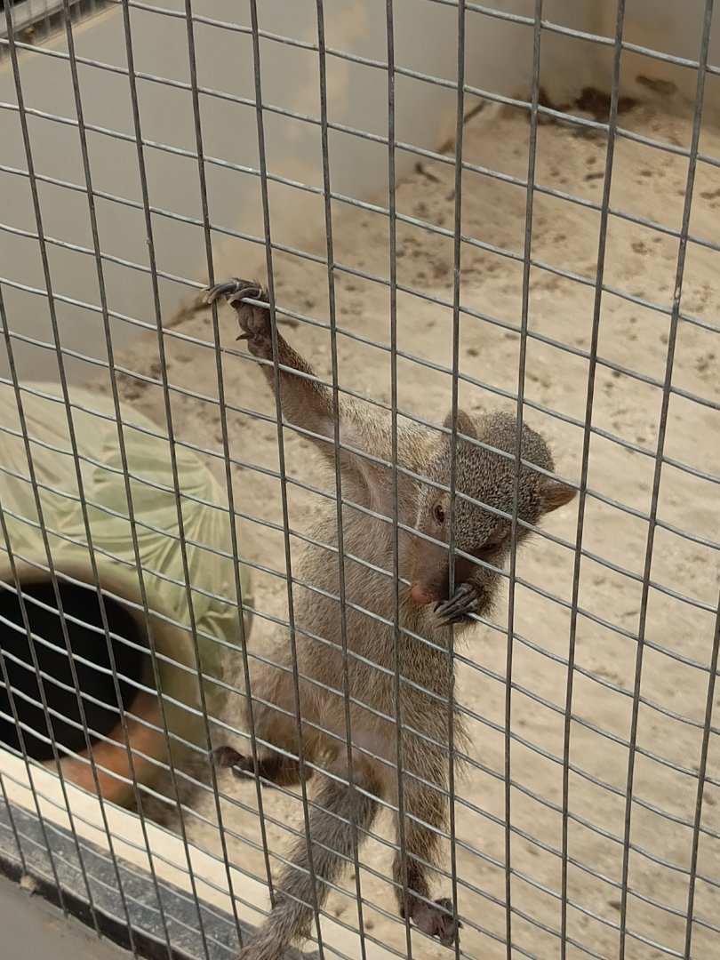Jasmine Park - Banded Mongoose (Mungos mungo)
