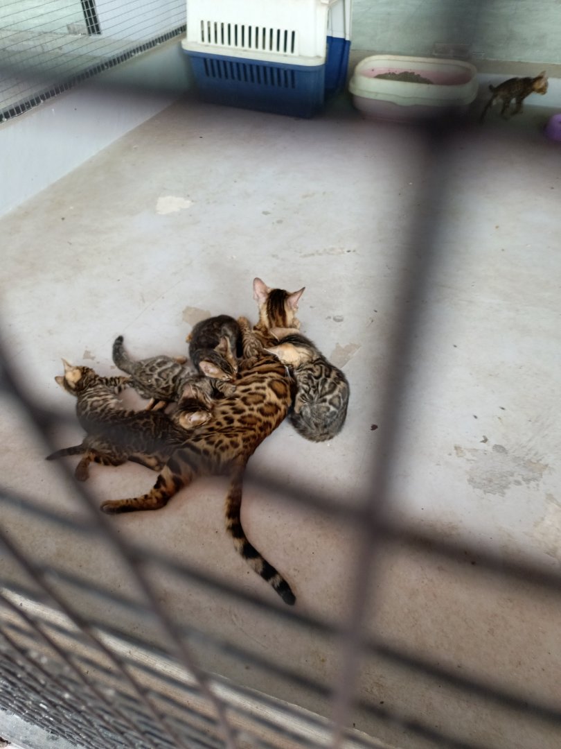 Jasmine Park - Bengal Cat (Felis catus)