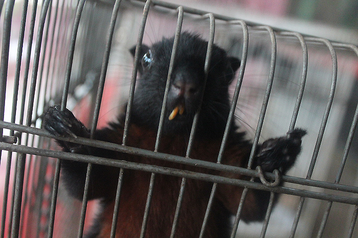 Jasmine Park - Black Prevost's squirrel (Callosciurus prevostii pluto)