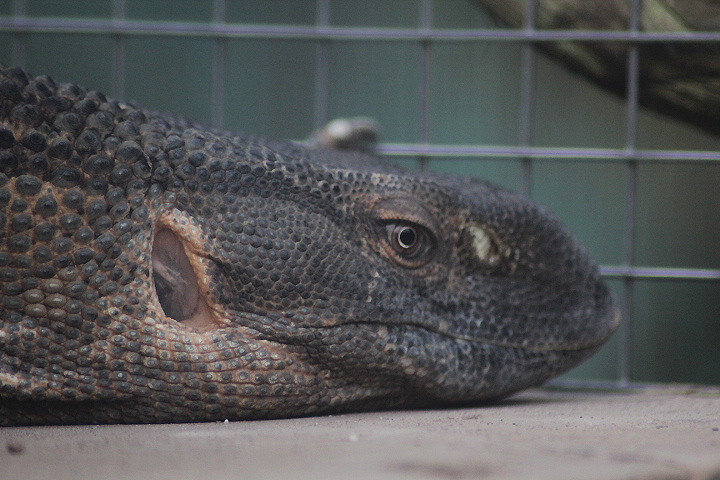 Jasmine Park - Black-throated monitor (Varanus albigularis microstictus)