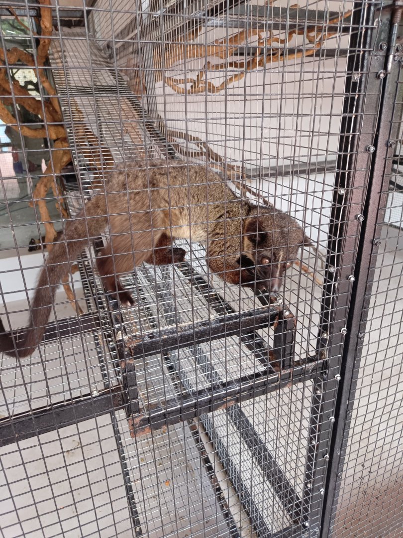 Jasmine Park - Bornean Small-toothed Palm Civet (Arctogalidia trivirgata stigmaticus)