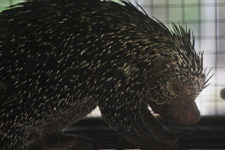 Jasmine Park - Brazilian porcupine (Coendou prehensilis)