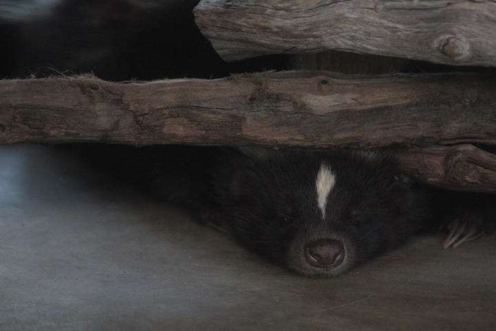 Jasmine Park - Eastern skunk (Mephitis mephitis nigra)