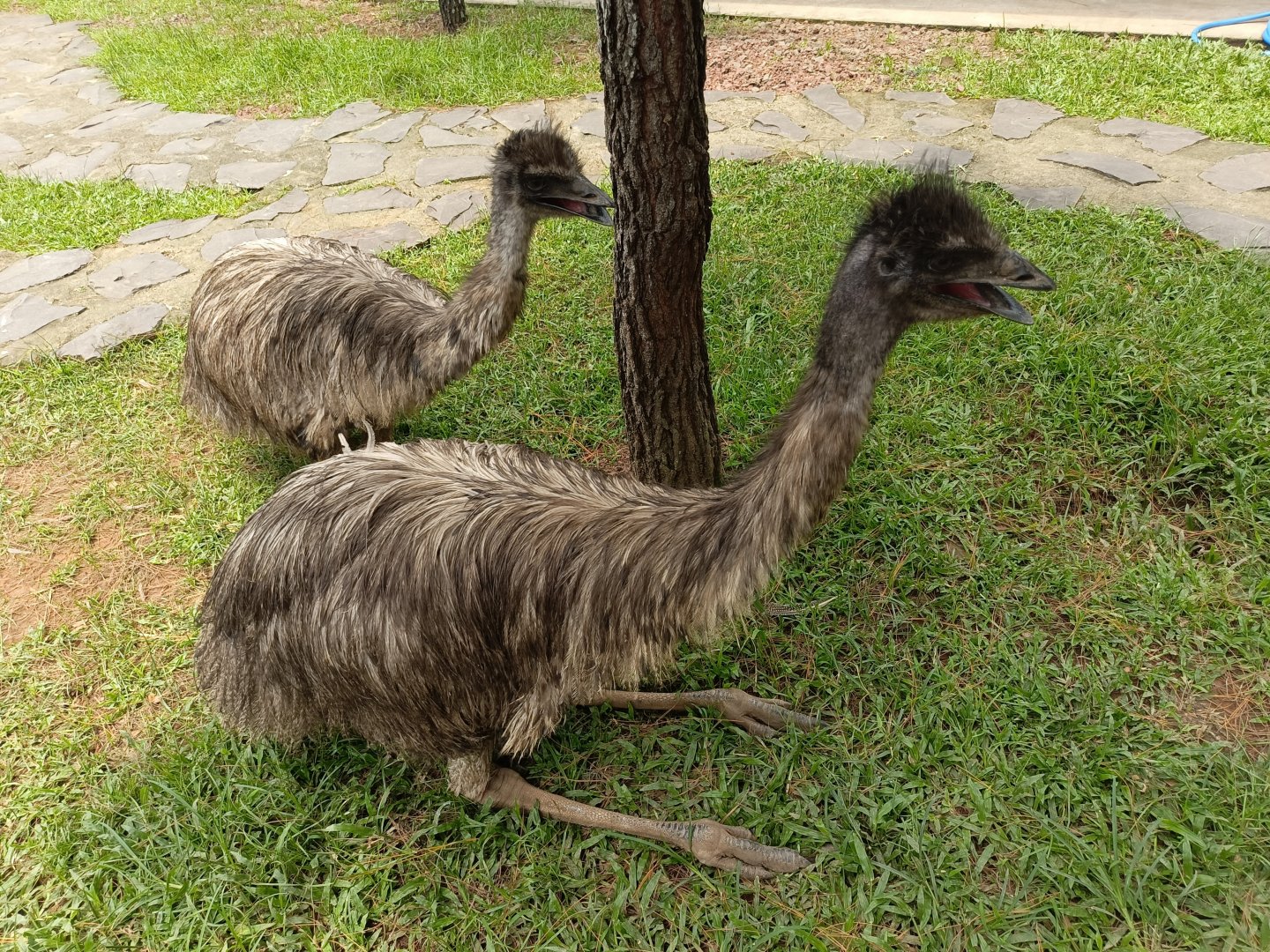 Jasmine Park - Emu (Dromaius novaehollandiae)