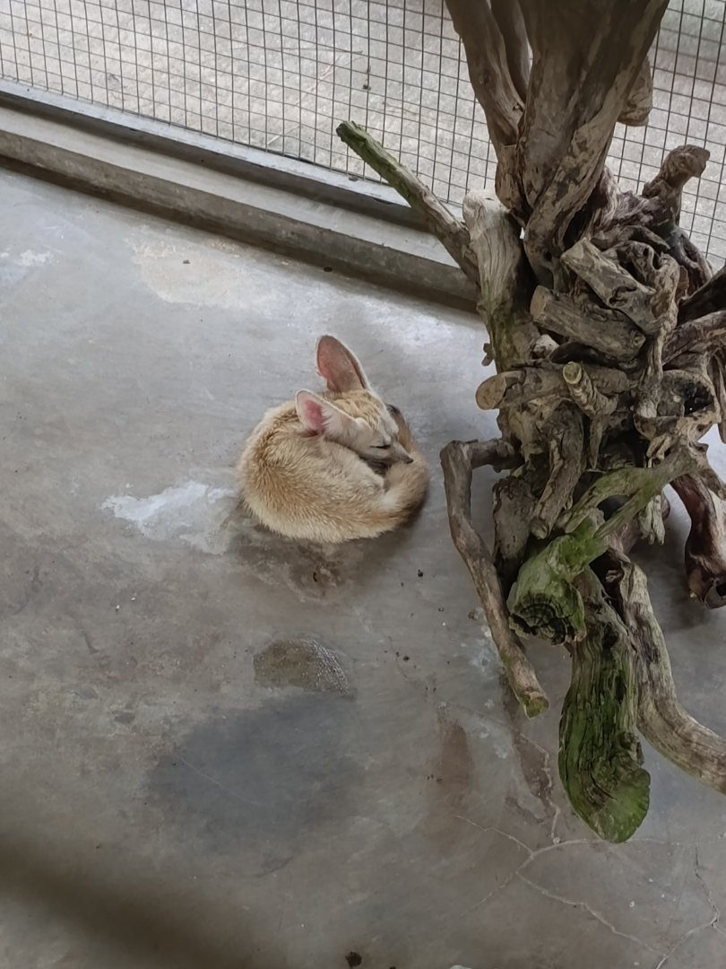 Jasmine Park - Fennec Fox (Vulpes zerda)
