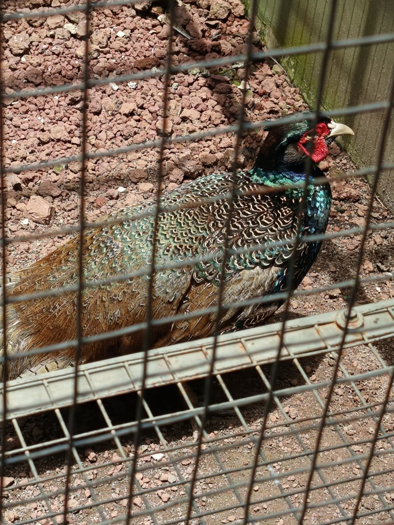 Jasmine Park - Green Pheasant (Phasianus versicolor)