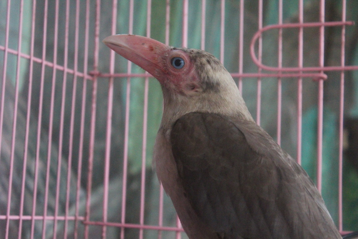Jasmine Park - Grey crow (Corvus tristis)