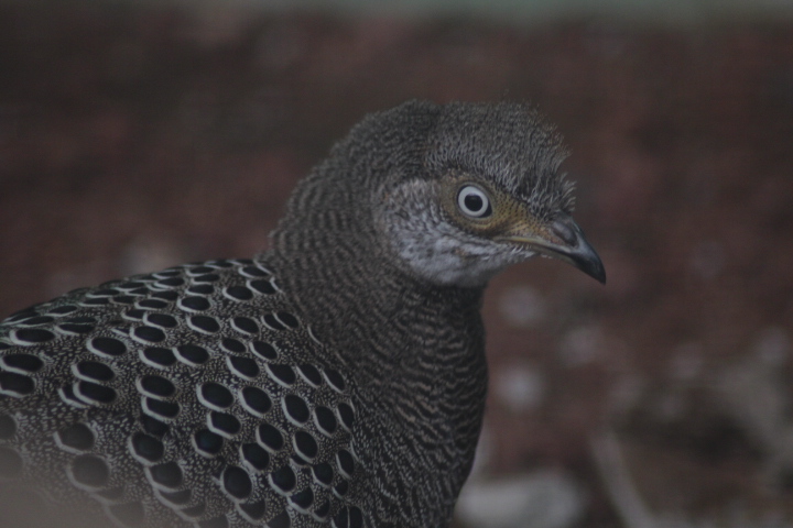 Jasmine Park - Grey peacock-pheasant (Polyplectron bicalcaratum bicalcaratum)