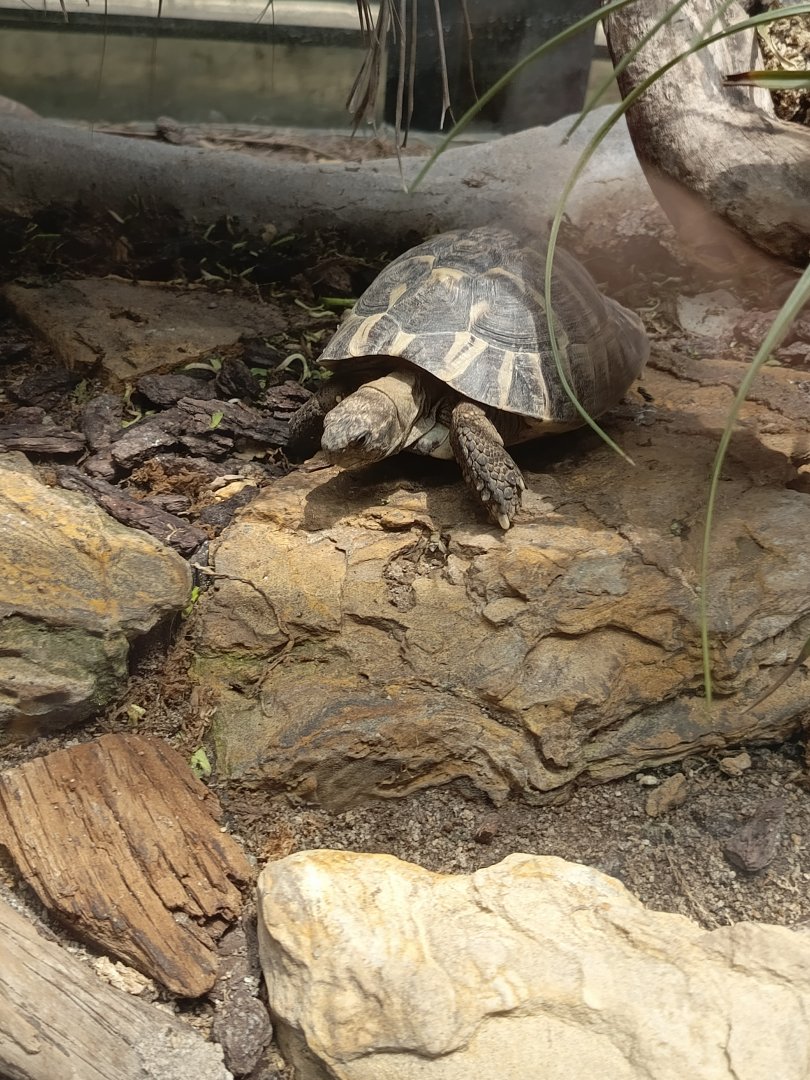 Jasmine Park - Hermann's Tortoise (Testudo hermanii)