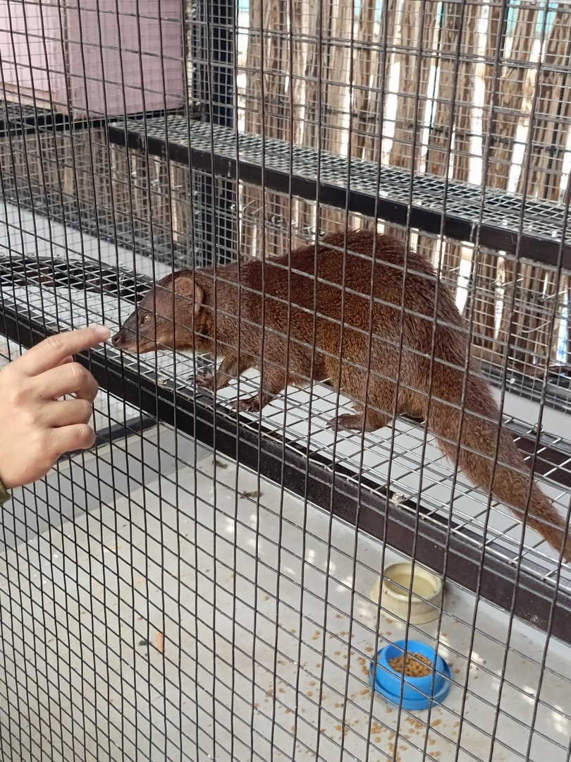 Jasmine Park - Javan Mongoose (Urva javanica)
