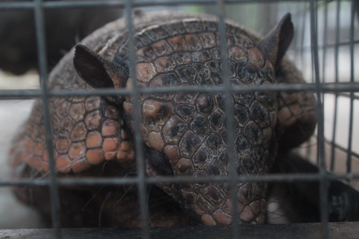 Jasmine Park - Large hairy armadillo (Chaetophractus villosus)