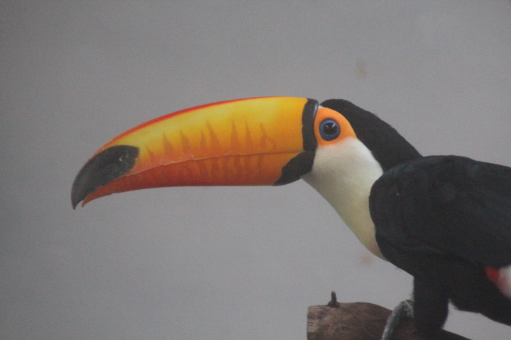 Jasmine Park - Northern toco toucan (Ramphastos toco toco)