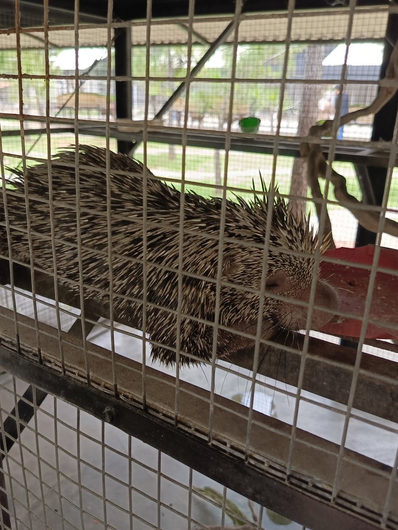 Jasmine Park - Prehensile-tailed Porcupine (Coendou prehensilis)
