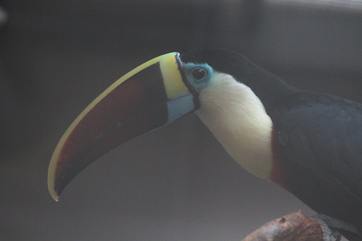 Jasmine Park - Red-billed toucan (Ramphastos tucanus tucanus)
