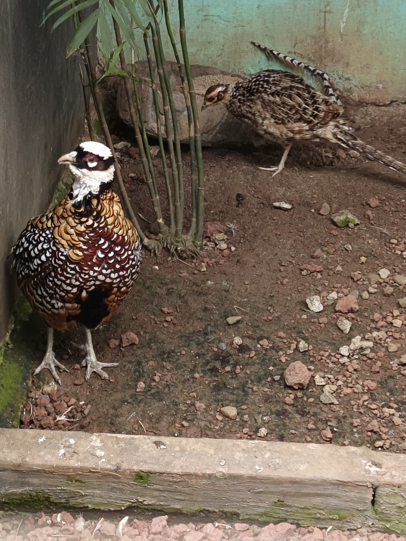 Jasmine Park - Reeves' pheasant (Syrmaticus reevesii)