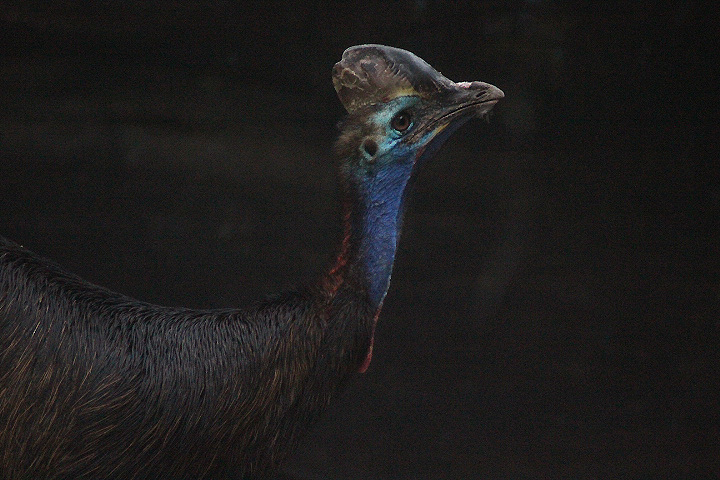 Jasmine Park - Sclater's cassowary (Casuarius casuarius sclaterii)