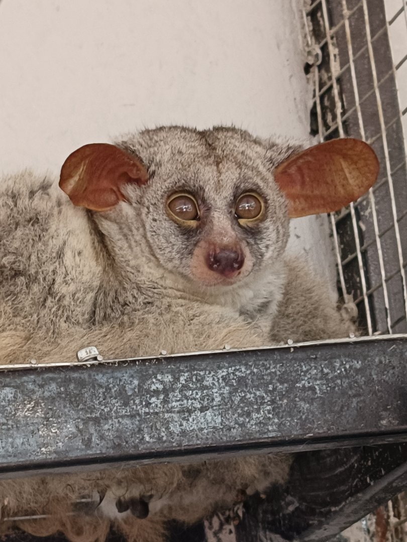 Jasmine Park - Silvery Greater Galago (Otolemur monteiri)