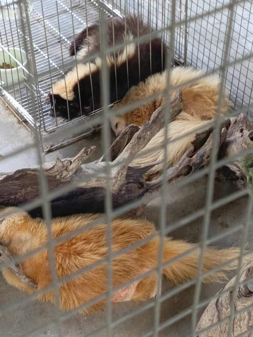 Jasmine Park - Striped Skunk (Mephitis mephitis)