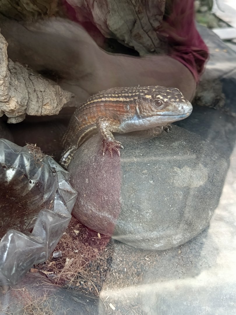 Jasmine Park - Sudan Plated Lizard (Broadleysaurus major)