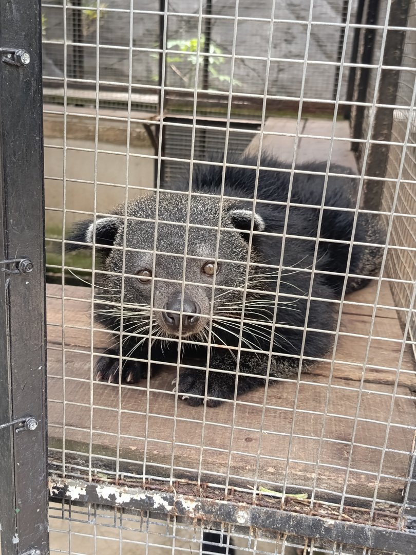 Jasmine Park - Sumatran Binturong (Arctictis binturong)