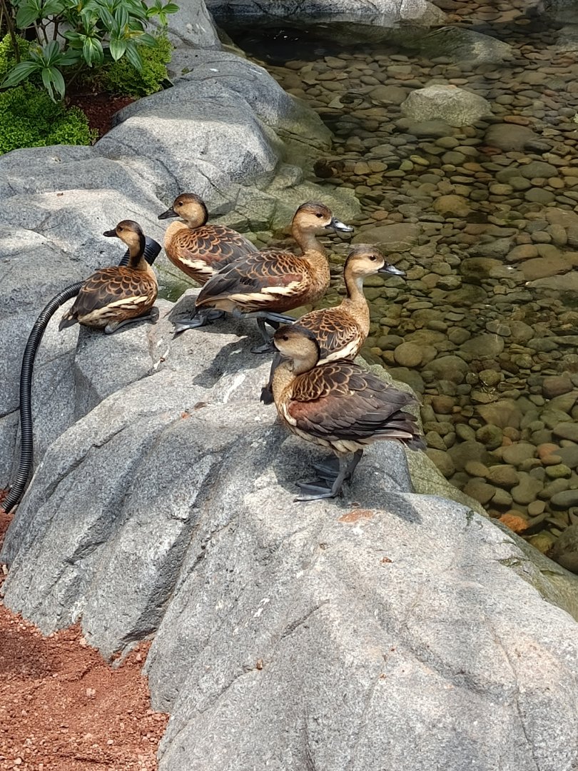 Jasmine Park - Wandering Whistling Duck (Dendrocygna aurata)