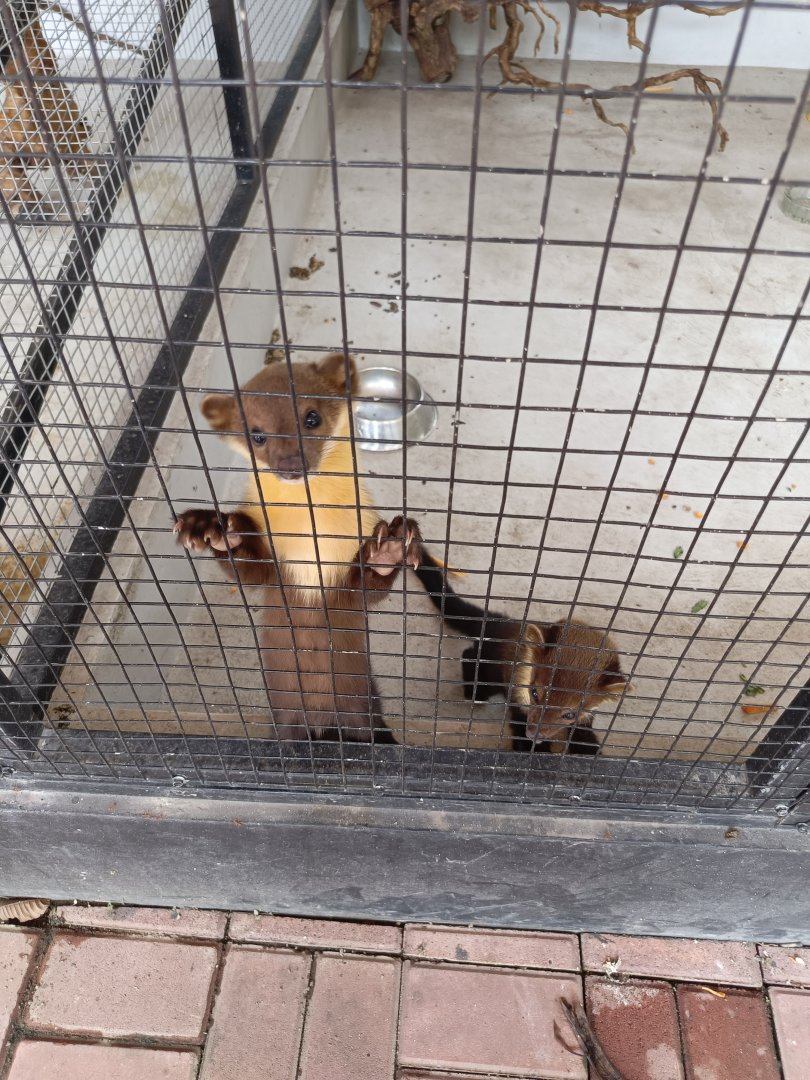 Jasmine Park - Yellow-throated Marten (Martes flavigula)