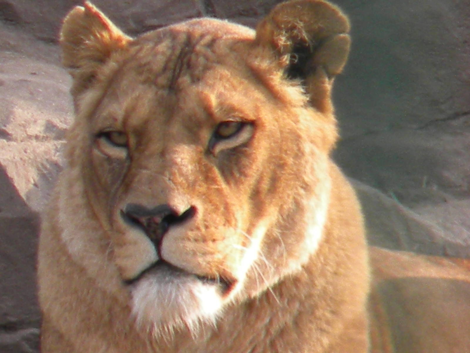 Jasmine the African Lioness